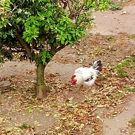 La Caseta Del Pitxo Deltebre Exterior foto
